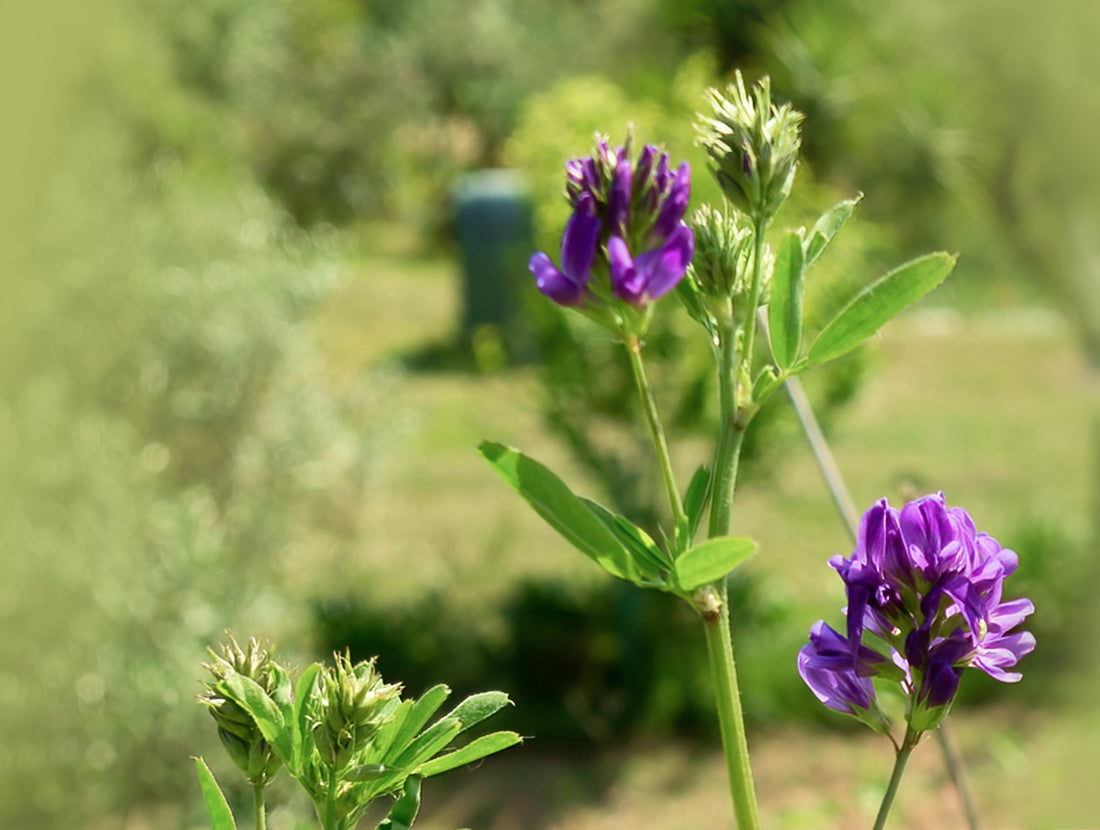 Closeup on a pair of Psoralea corylifolia flowers, the source for Bakuchiol. Photo Credit: Viti / iStock Photo