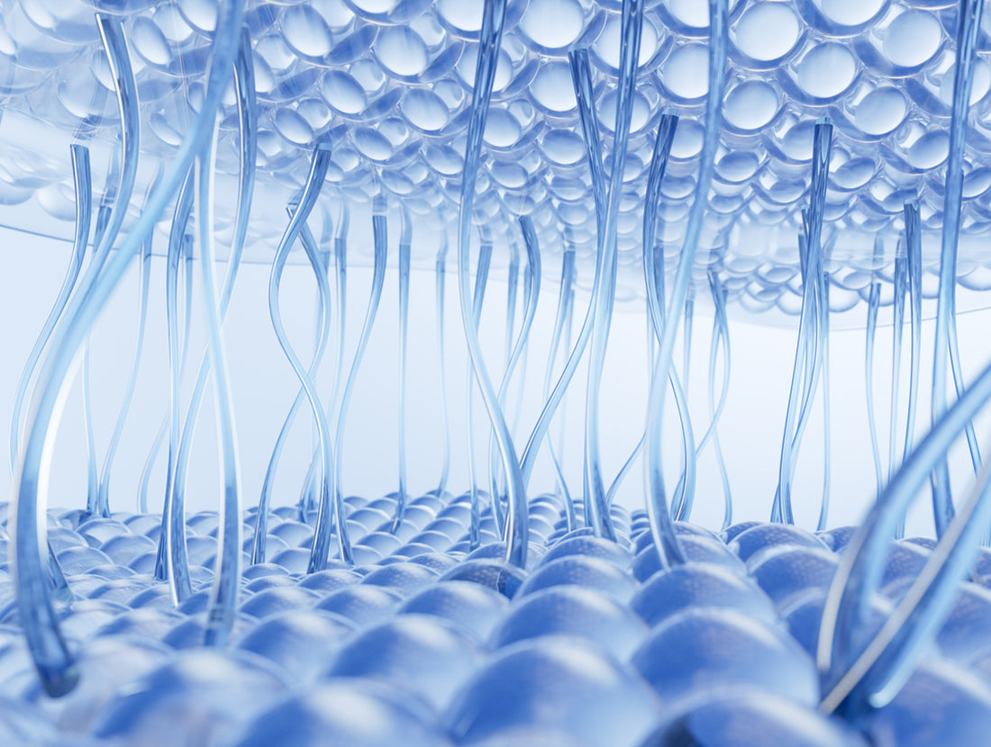 3D Illustration of collagen strands stretching across the dermis. Photo Credit: Jian Fan / Getty Images