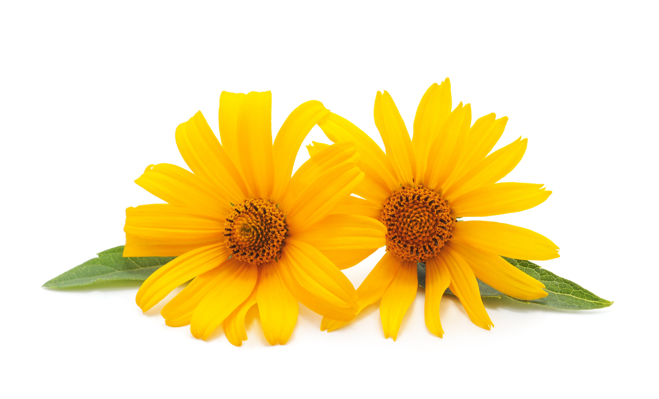 Two yellow arnica flowers against a white background