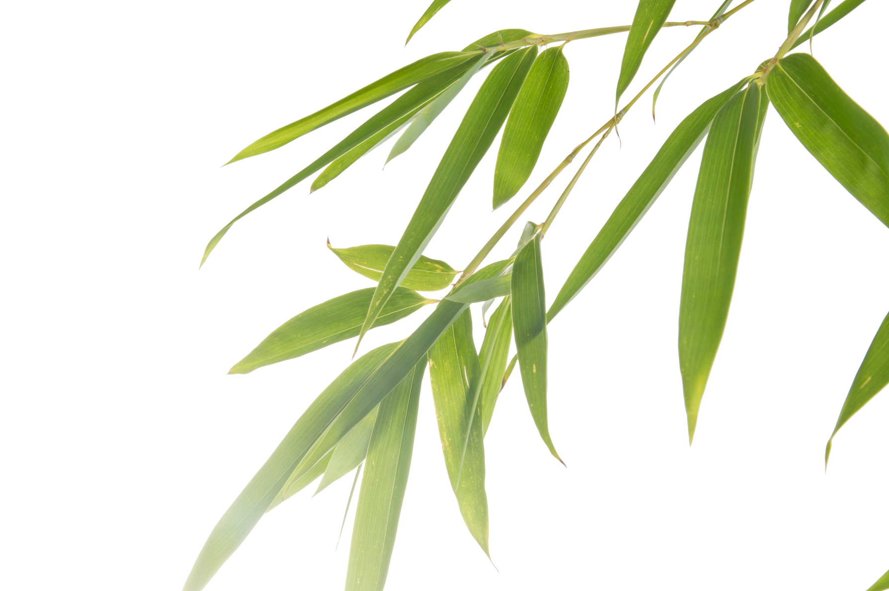 A willow branch against a white background