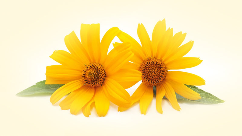 Two yellow arnica montana flowers with a pale yellow background