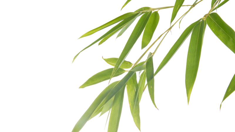 Closeup of some willow leaves, the plant from which salicylic acid is derived