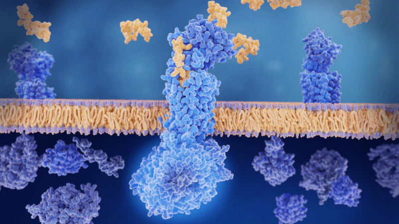 An illustration of a magnified group of peptides in blue and yellow